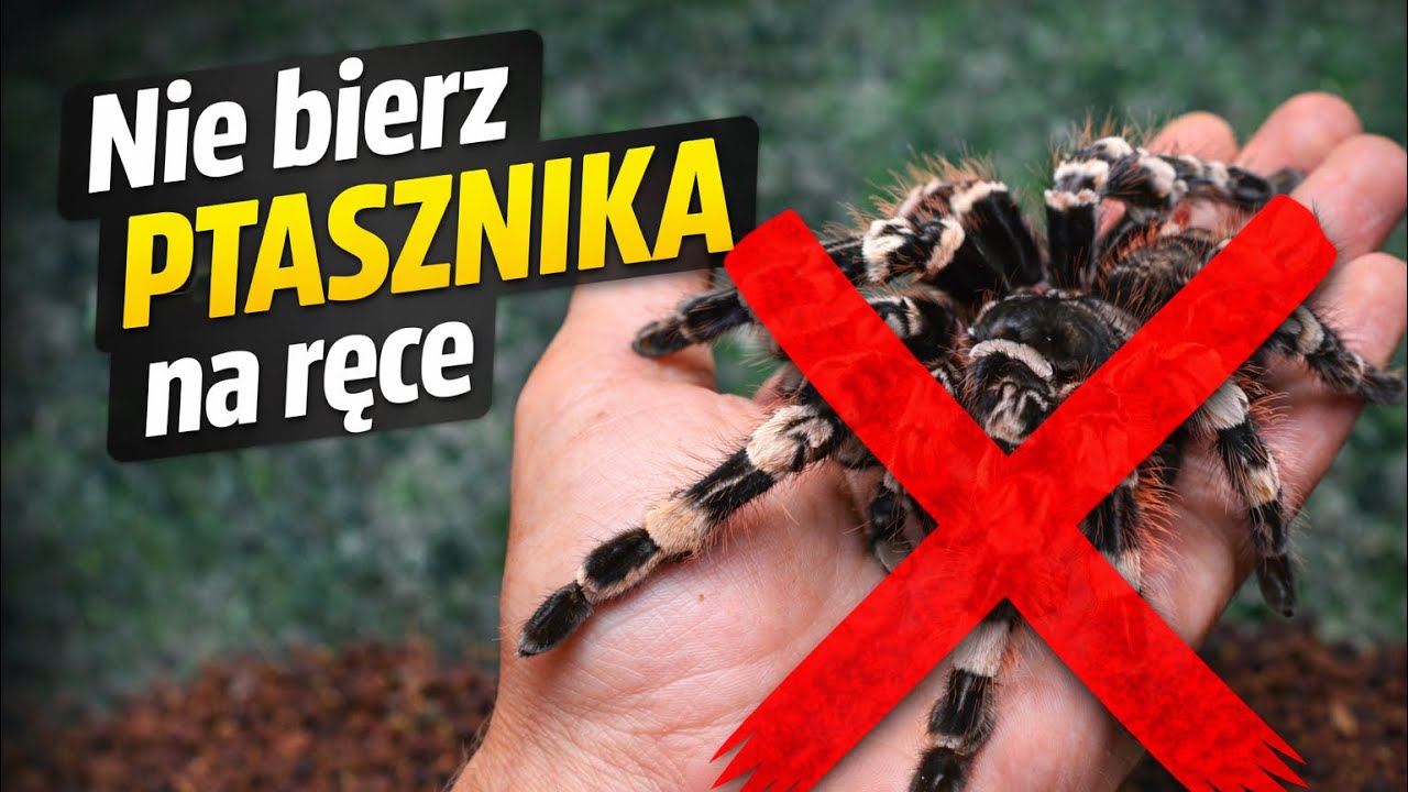 Dlaczego NIE warto brać ptasznika na ręce? 🕷️ (ważne dla początkujących)