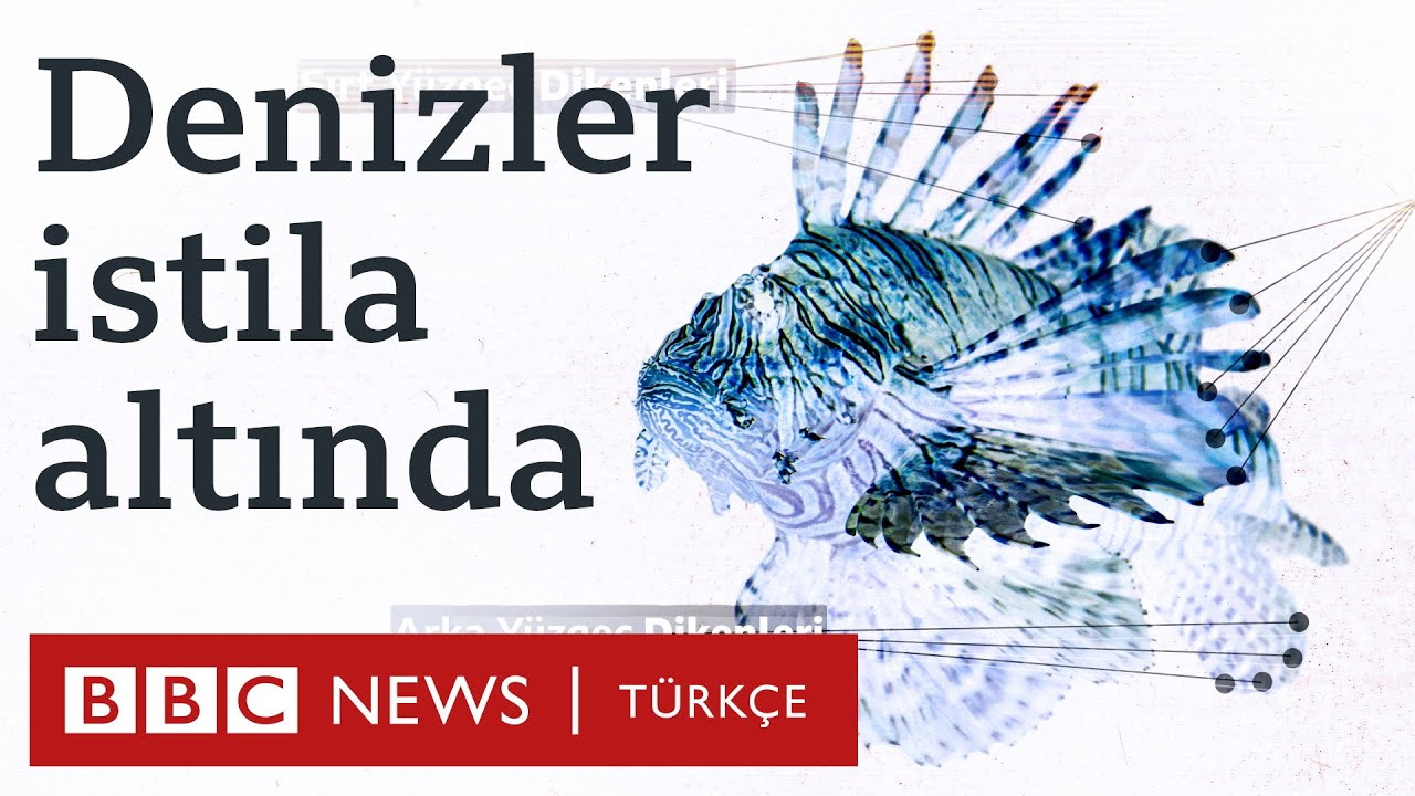 Aslan balığı: Türkiye denizlerindeki istilacı türler