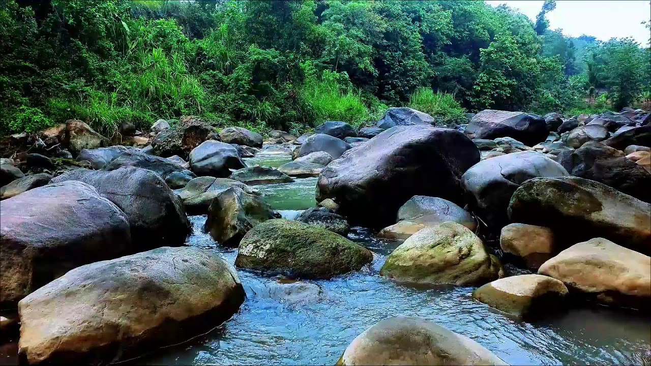 White Noise for Studying Nature – Forest River White Noise for Productivity