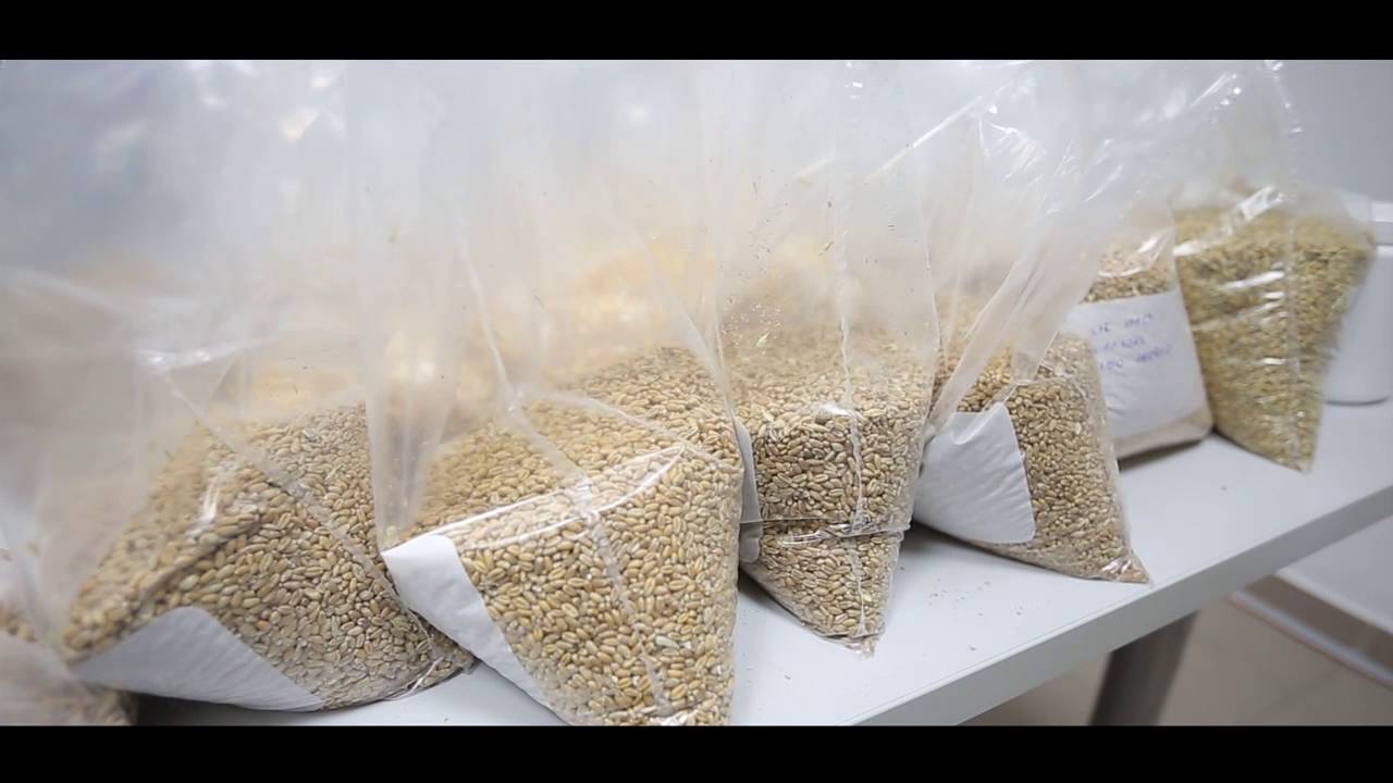 Agrocorn