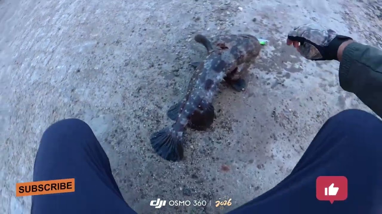 Monster Grouper with Jigging at jetty 🔥🎣