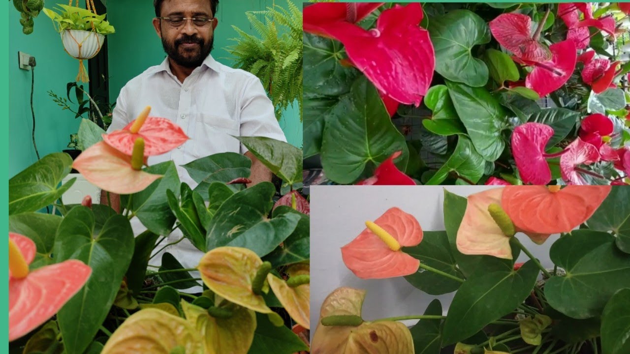 Easiest way to propagate Anthurium/Indoor plant /Anthurium plant care