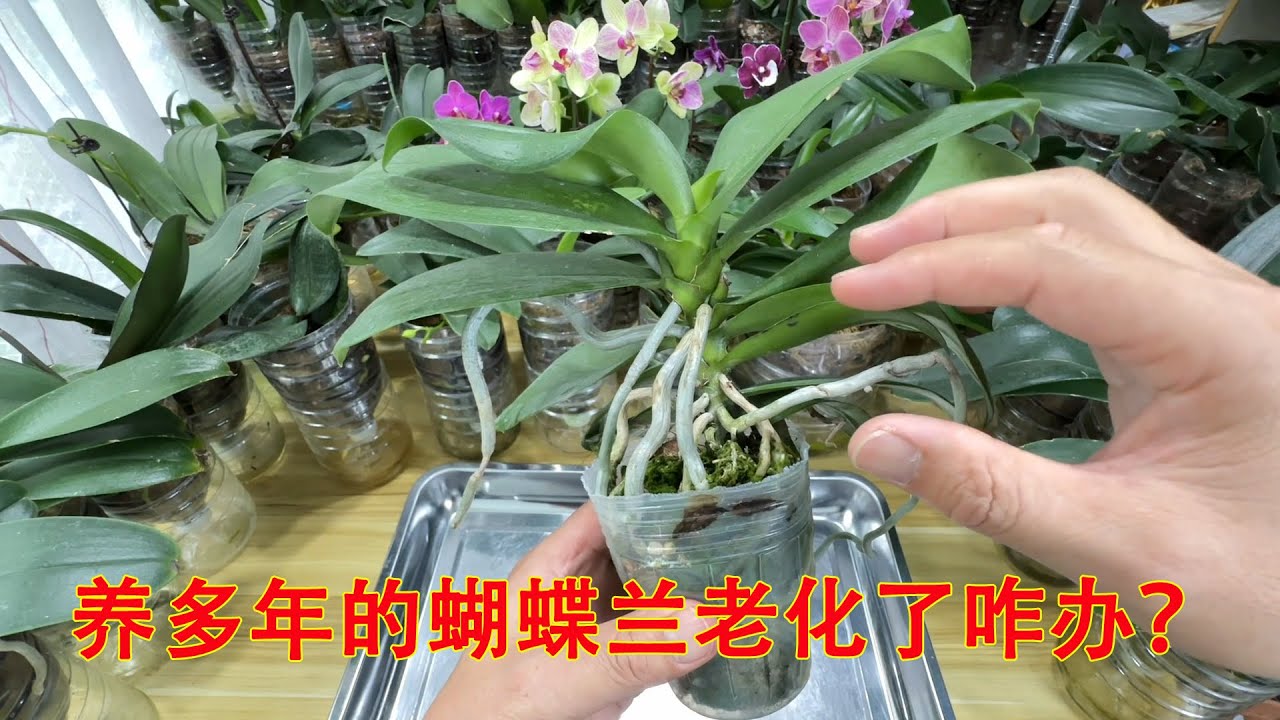 养多年的蝴蝶兰老化了咋办？这里切一刀，１株变２株，赚大了！（阿涛养花253期）