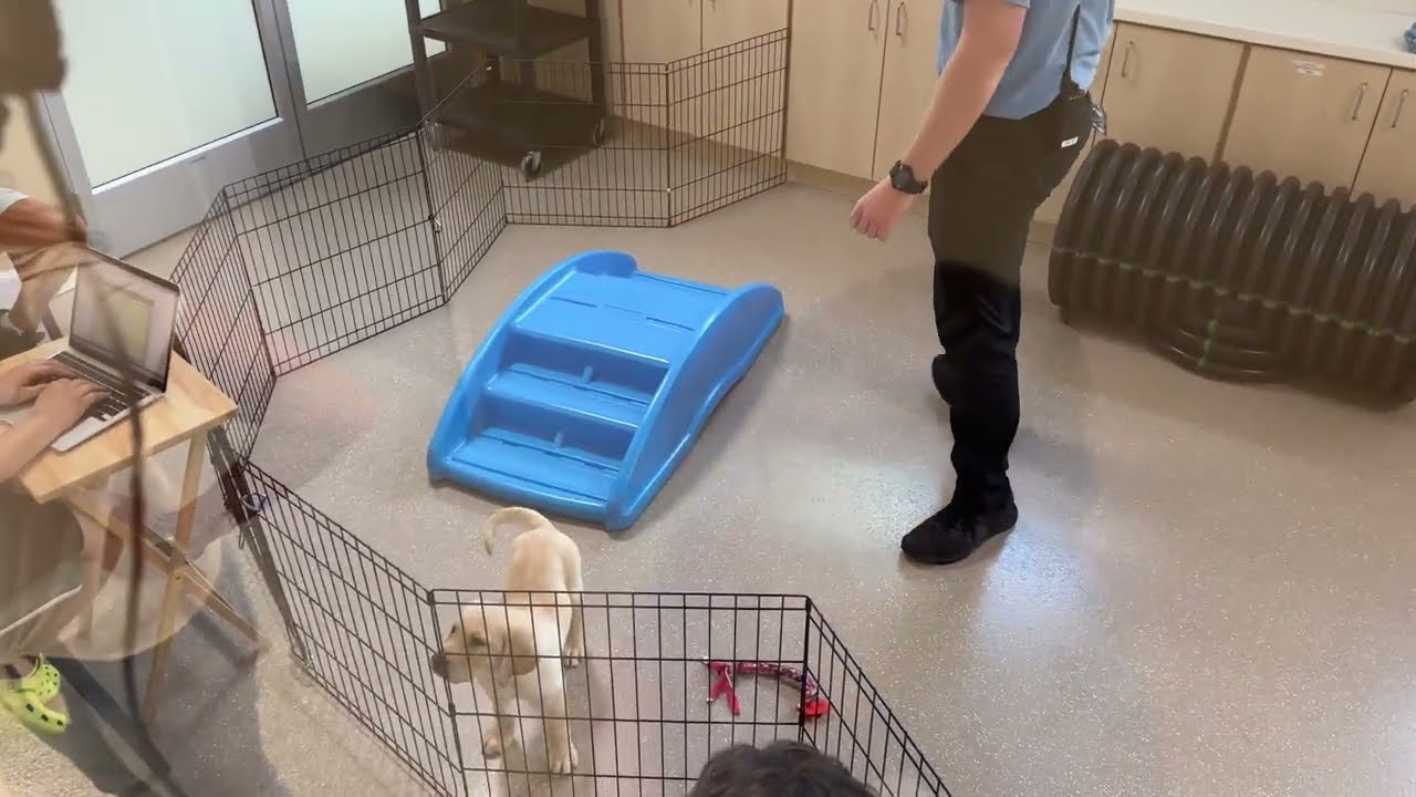 Puppy Assessment | Dogs Inc