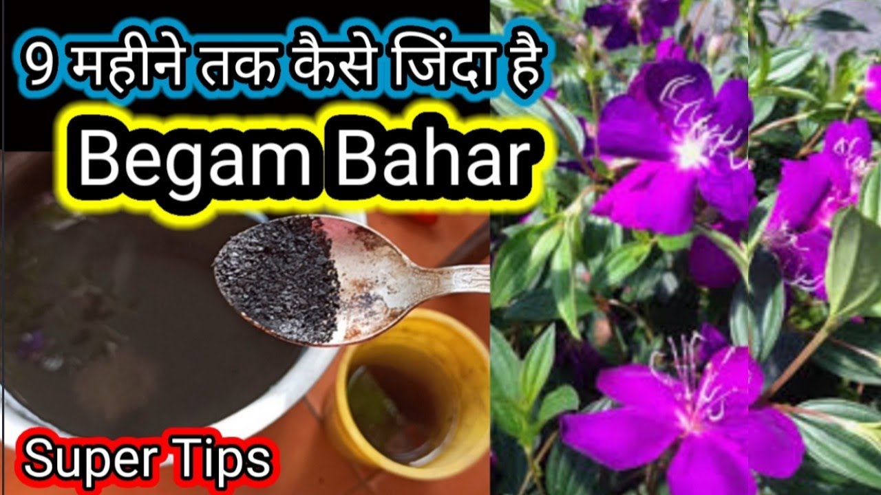 🔴Begum Bahar/Tibuchaina plant growing & care tips|How to grow & care Begum bahar/Tibuchaina plant