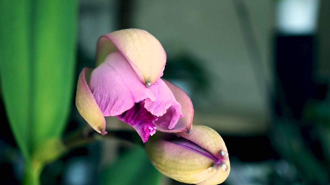 Cattleya Orchid in Bloom: A Time Lapse Video