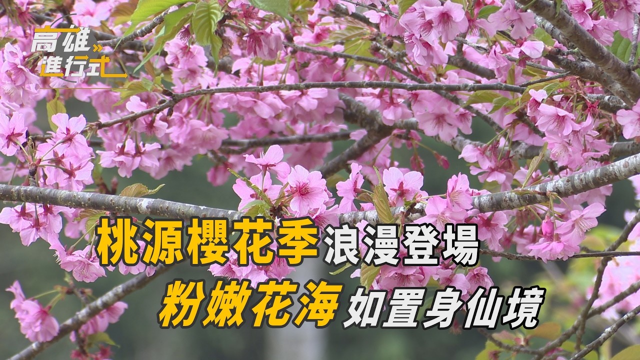桃源櫻花季浪漫登場 粉嫩花海如置身仙境 ◆高雄進行式2026