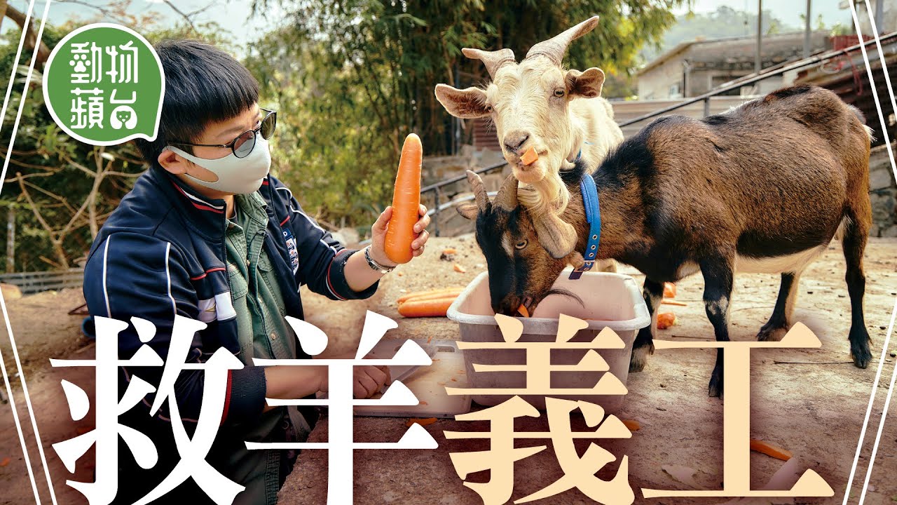 主人貪新鮮養羊當寵物 義工7年救十多隻棄羊 有羊住車房無草食：「想牠們有安全地方生活」 #動物蘋台─果籽 香港 Apple Daily─原刊日期：20210207