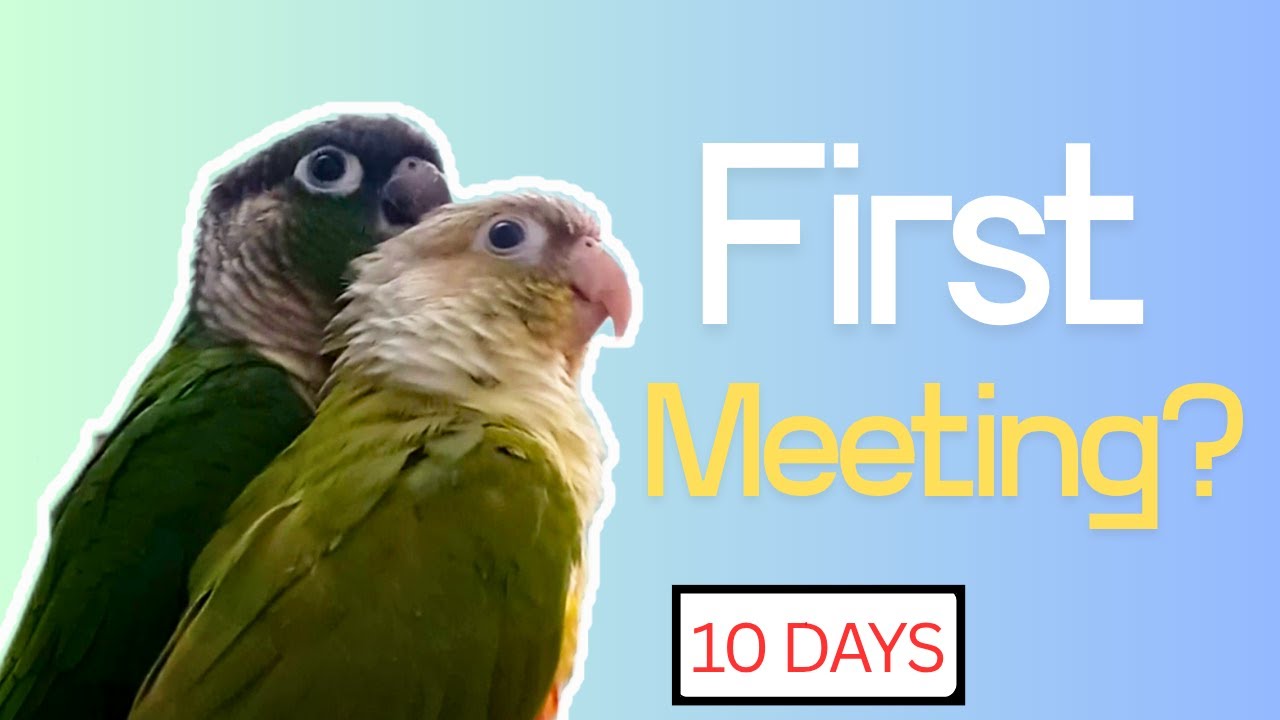 Introducing My Parrots in 10 Days | My Real Experience