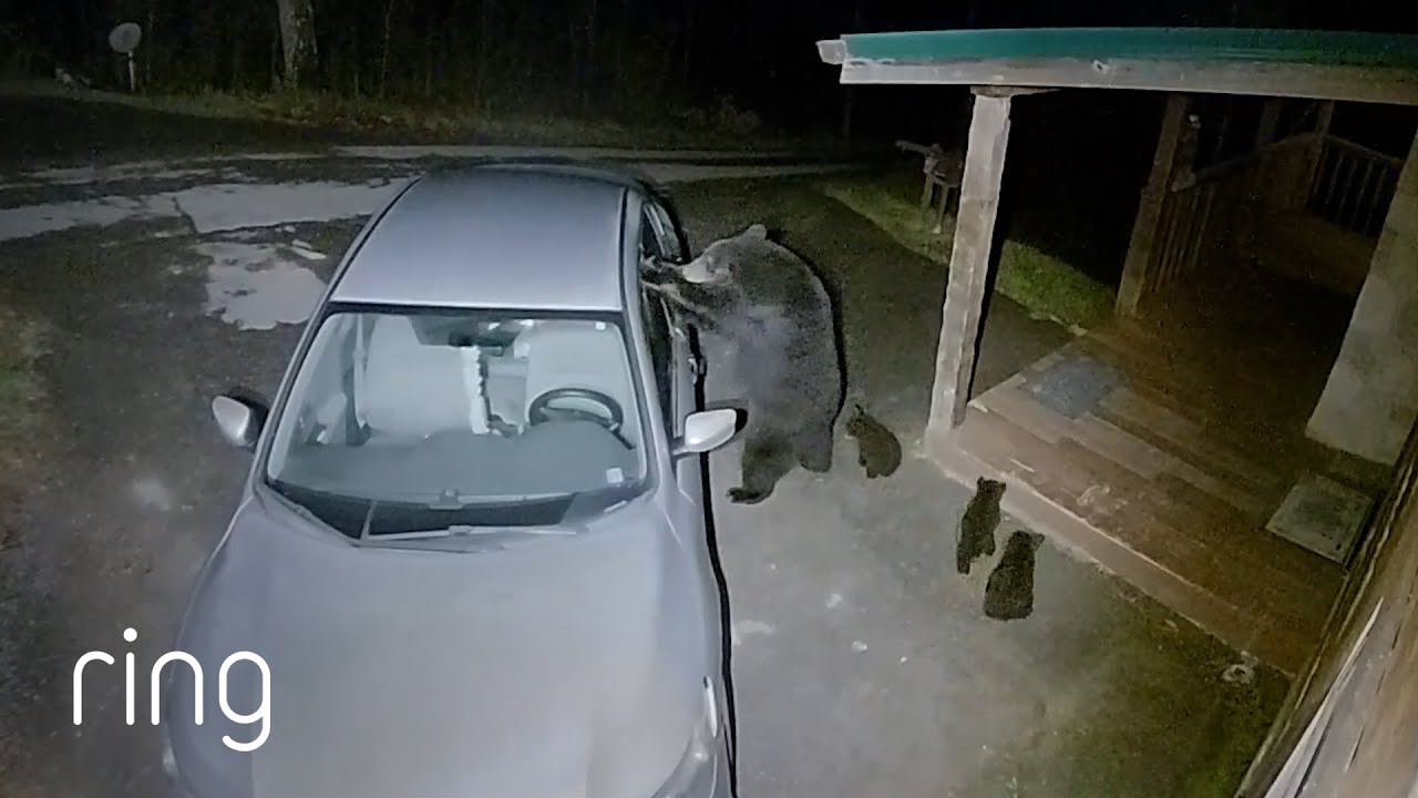Mama Bear Vs. Car Window | RingTV