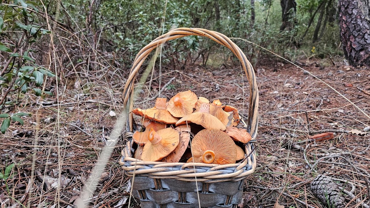 Niscalos de la meseta y SORPRESON de Boletus Aereus.