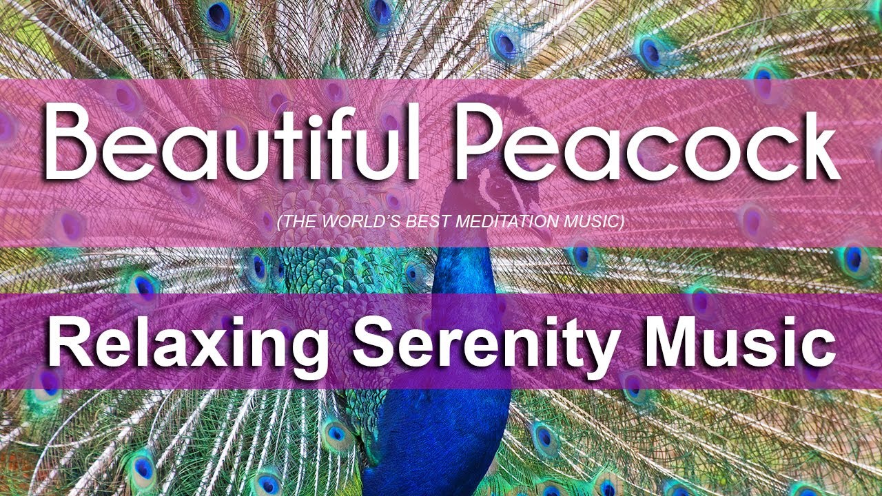 Meditation Music -  Peacock - Ambient Music, Piano Music, Relaxing Music, Fall Asleep Fast