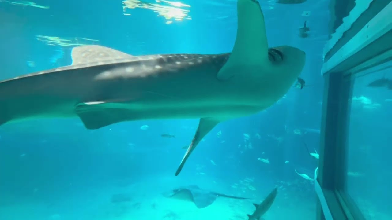 Acuario Osaka Japón vamos a ver tiburones ballena 🙀🙀