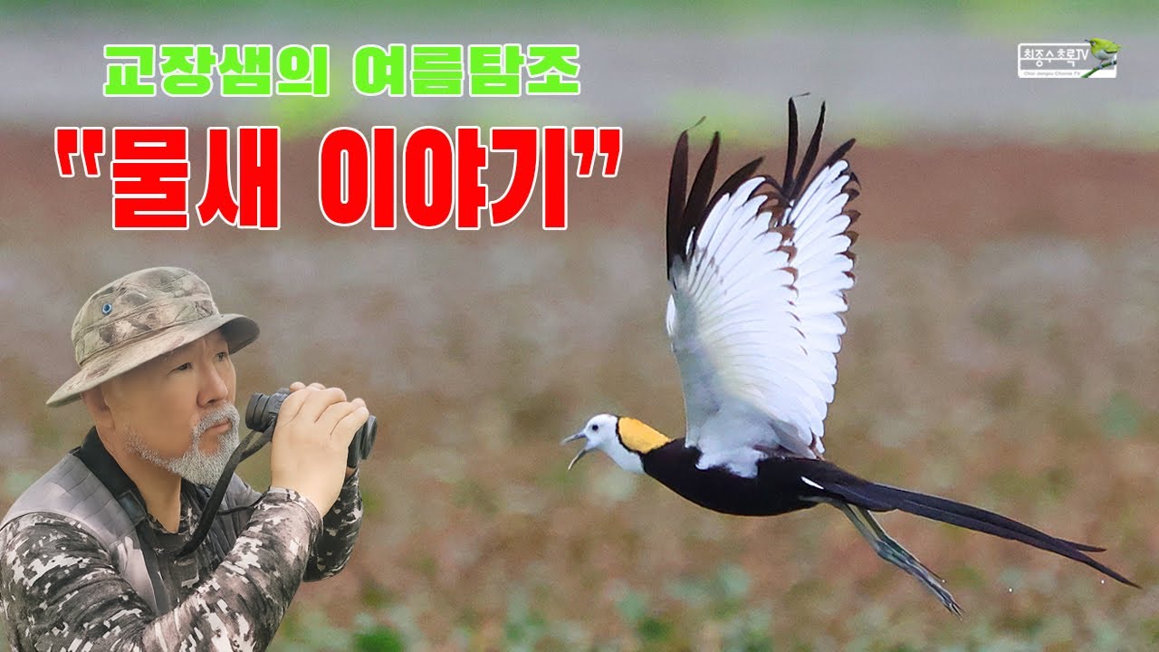 "교장샘의 여름 탐조 물새 이야기"