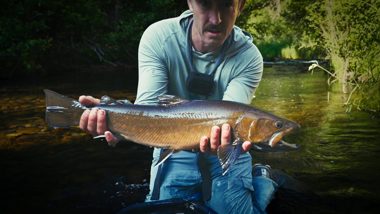 I never expected it to be this good (Bull Trout Fly Fishing)