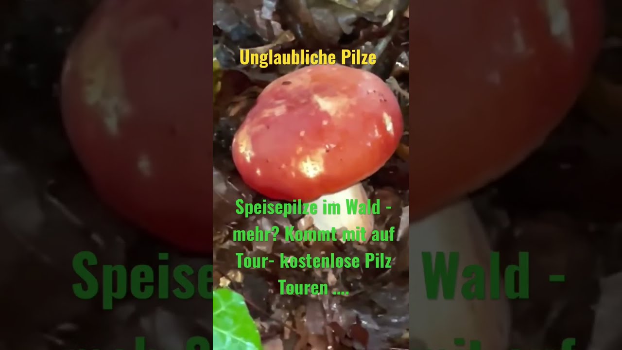 Zinnobert&auml;ubling - knacking fester Speiset&auml;ubling - jetzt da! Oktober 2022