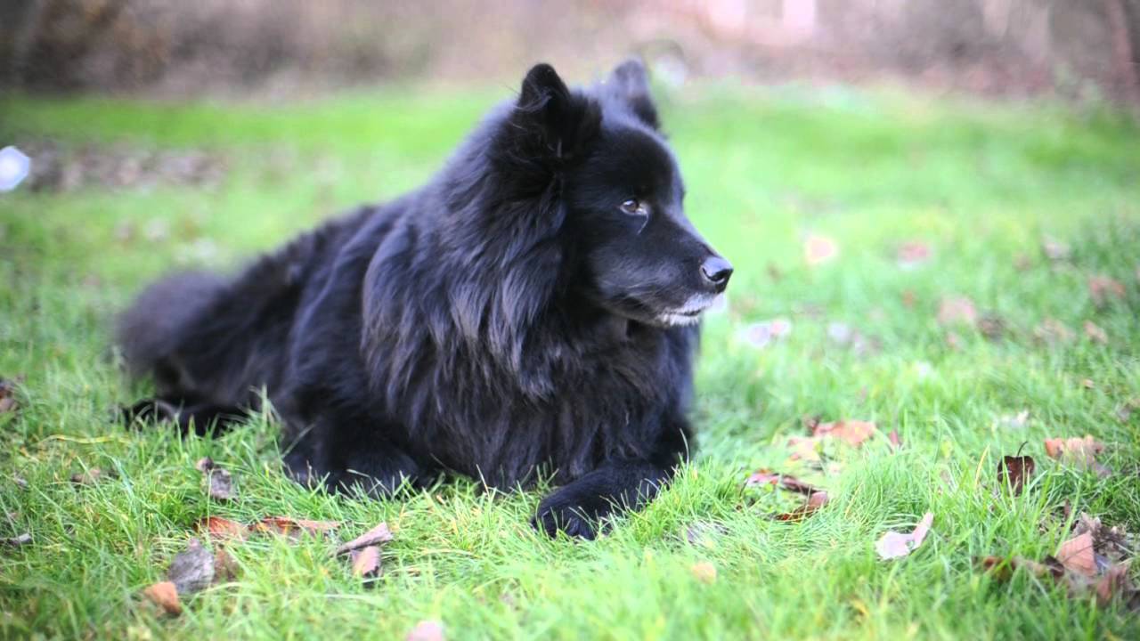 Svensk Lapphund. Stråhles Guztaf Jåsh