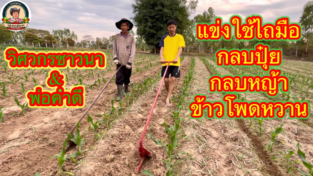 แข่งขันใช้ไถมือ(ไถซิ่ง)กลบปุ๋ยและกลบหญ้าข้าวโพดหวานระหว่างวิศวกรชาวนากับพ่อคำดี ถ่ายคลิปโดยน้องภูดิศ