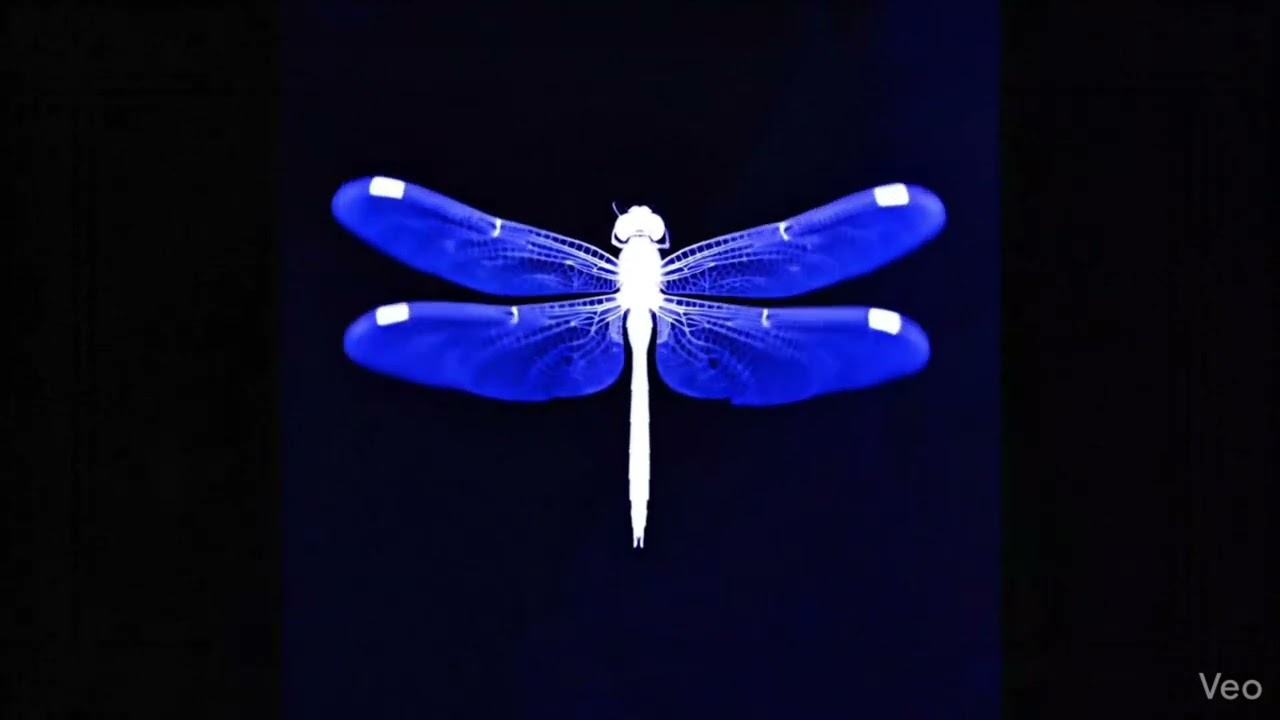 The Mountain - Dragonflies