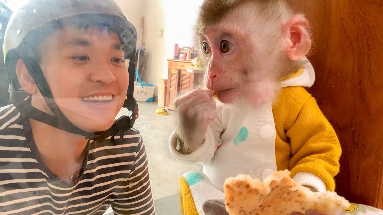 Monkey Puka happily ate cake waiting for Dad to come home from the market