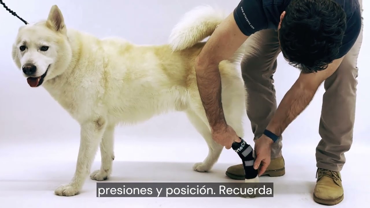 ✅ Soporte de tarso con férulas metálicas para perro Ortocanis.