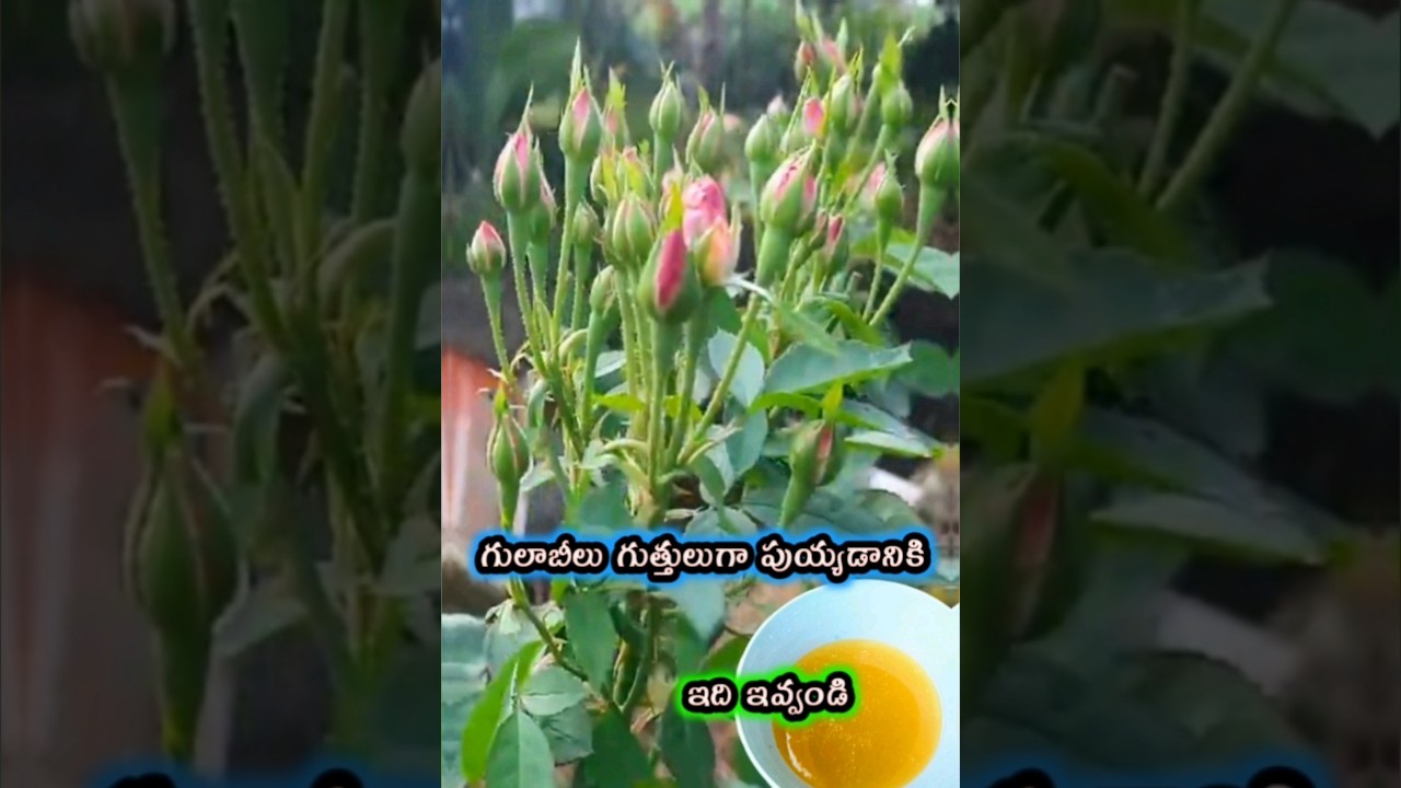 గులాబీలు బాగా పుయ్యడానికి Homemade fertilizer for rose plants - more roses puvvulu baga puyyadaniki