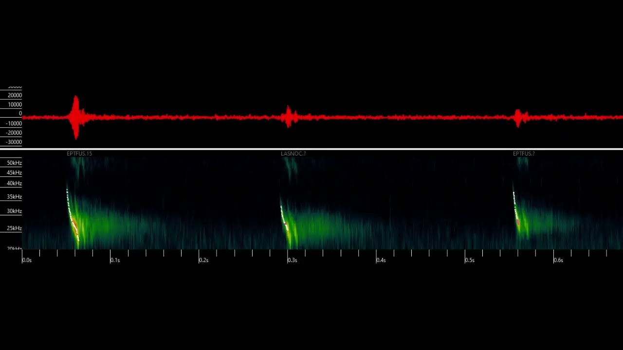 Big Brown Bat recorded with The uMoth, @384k sampling rate, played back in Time Expansion mode (10x)