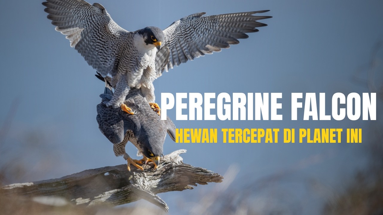 Peregrine Falcon : Hewan Tercepat di Planet Ini