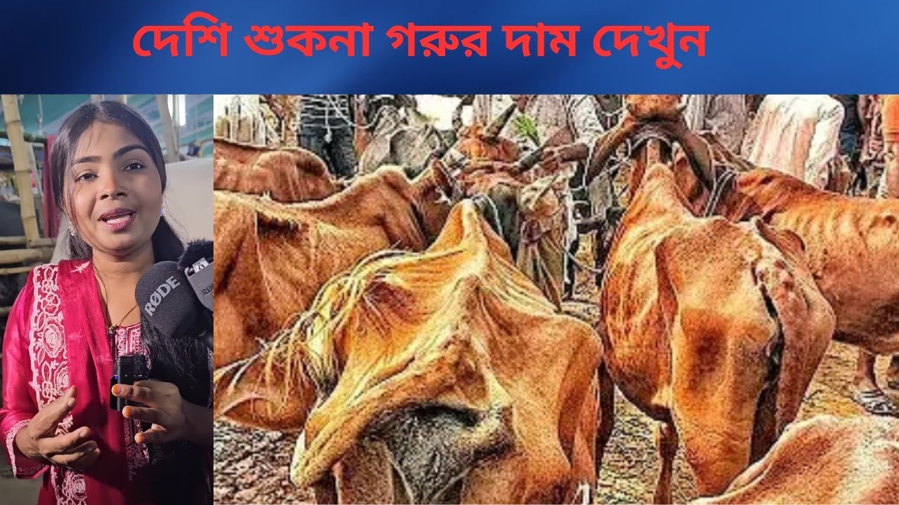 সব চেয়ে কম দামে হাড্ডি সার গাভি গরুর দাম দেখুন।