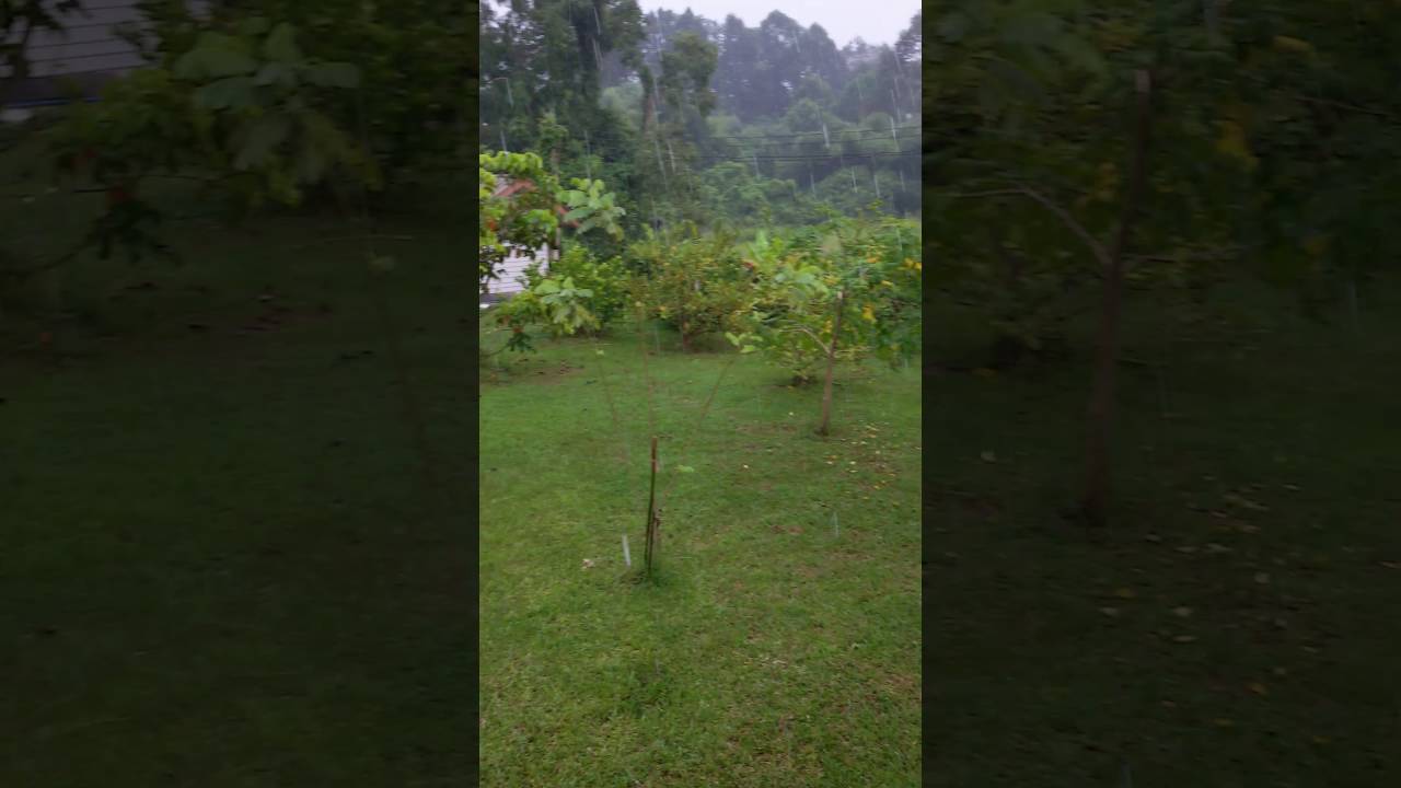 ฝนตก