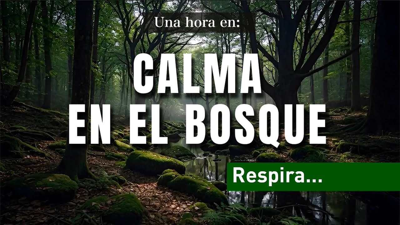 Relaxing Forest Music 🍃 Calma en el Bosque para Dormir y Estudiar