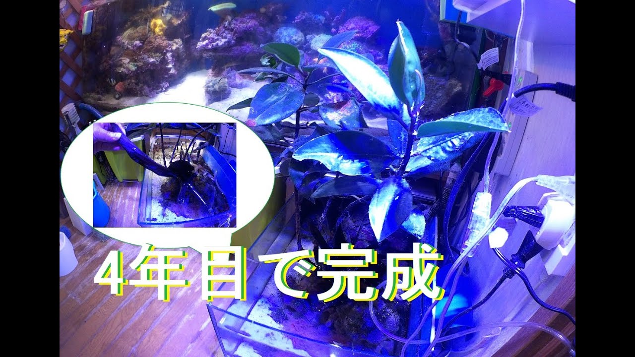 マングローブの磯水槽完成！