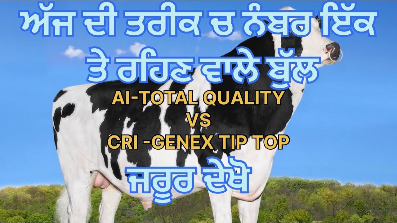 ਨੰਬਰ ਇੱਕ ਤੇ ਚੱਲ ਰਹੇ ਬੁੱਲ ai-total quality vs CRI GENEX tip top ਕਮਾਲ ਦੇ ਆਂਕੜੇ ਜਰੂਰ ਦੇਖੋ