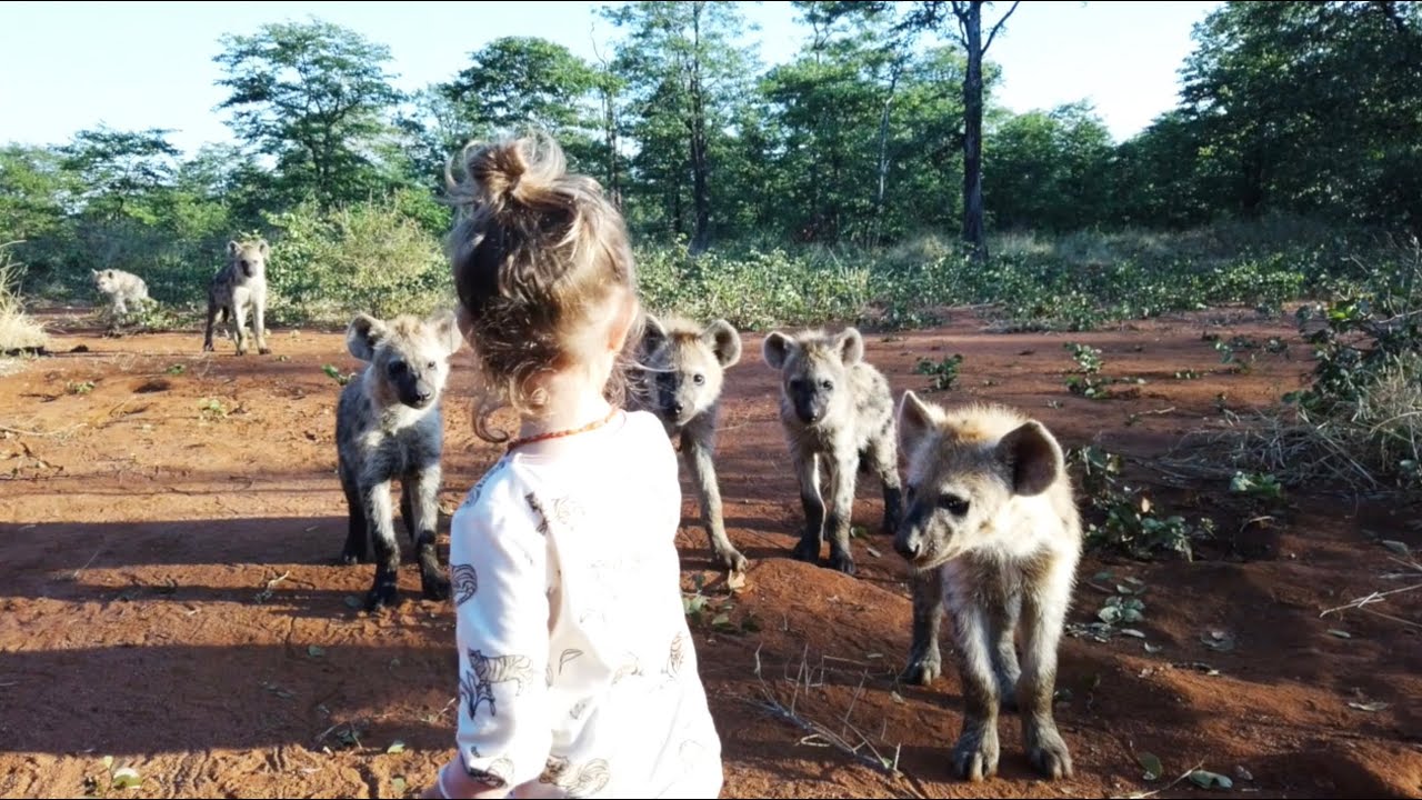 HYENAS PLAY WITH TODDLER