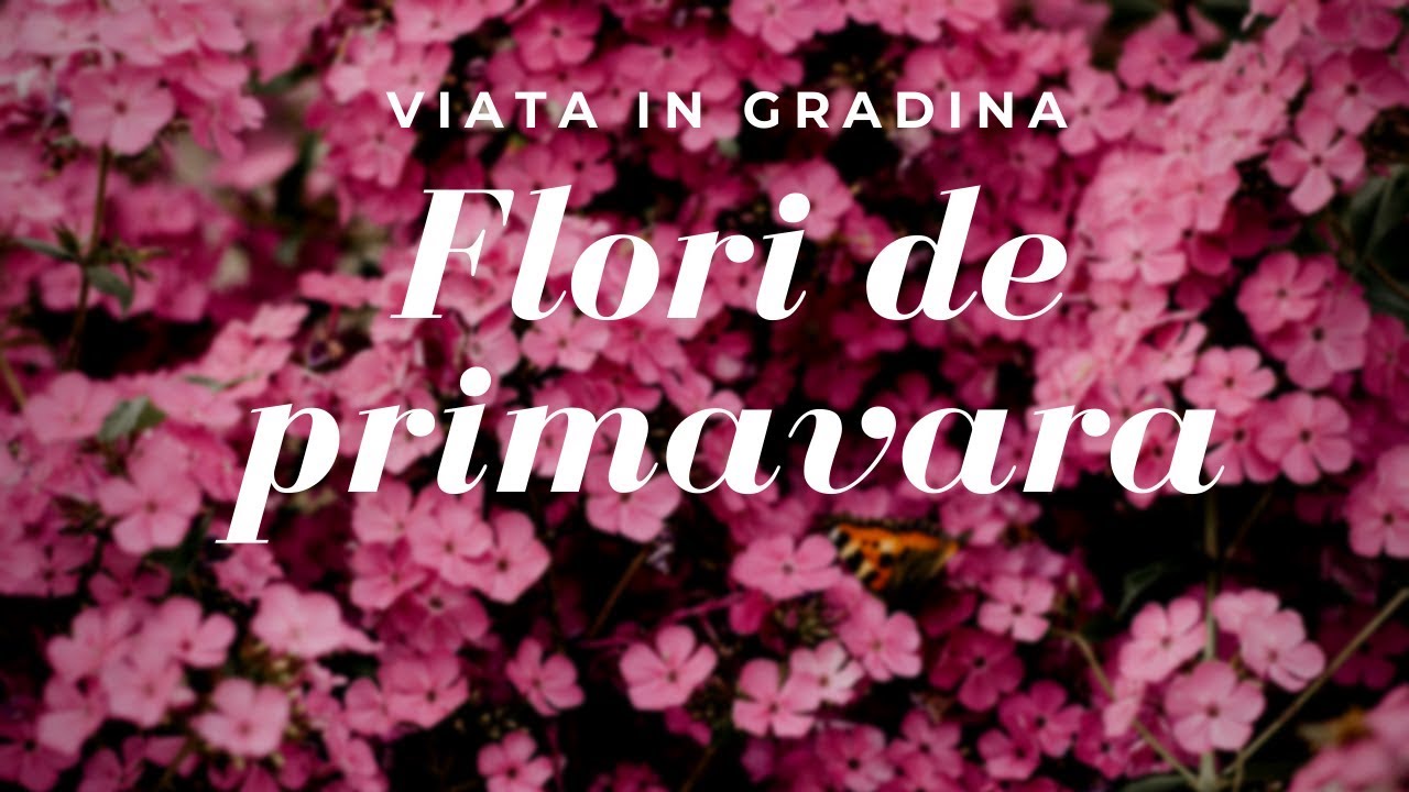 Florile de primavara | VIATA IN GRADINA