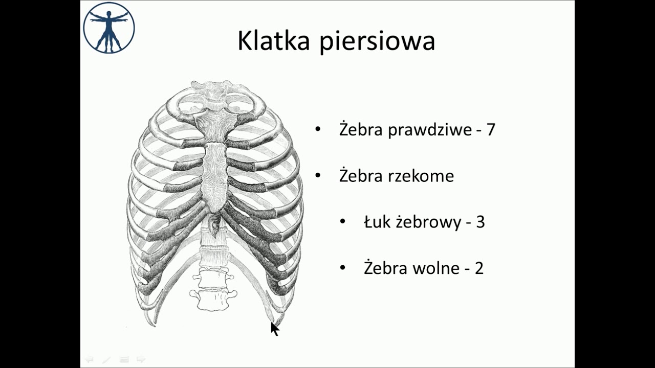 Klatka piersiowa [wstęp] PL