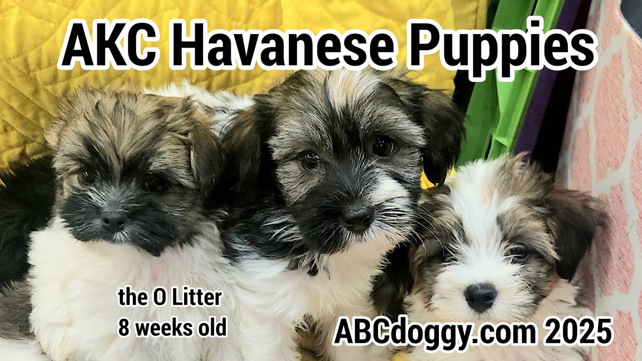 AKC Havanese Puppies * the O Litter * ABCdoggy.com 2025