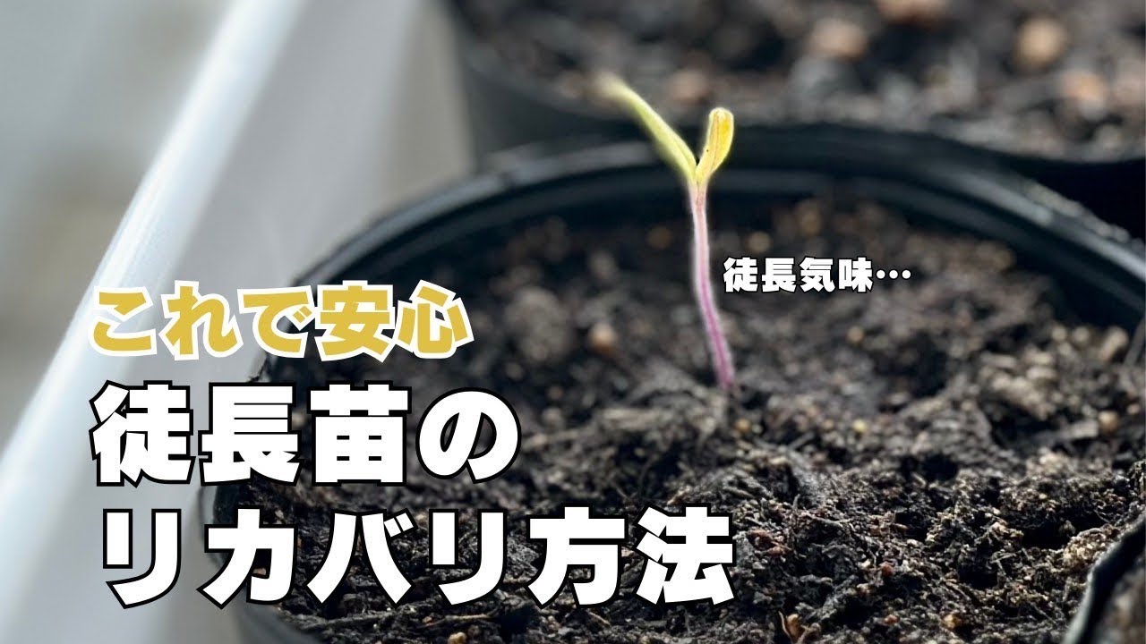 徒長苗の簡単リカバリ方法／夏野菜を苗から育てる／トマト／ナス／家庭菜園