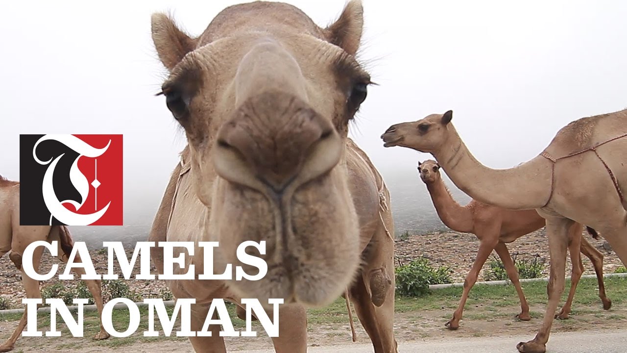 Camels in Oman
