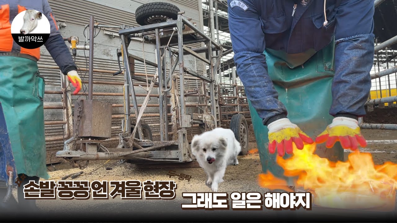 [발까악쓰의 하루] 얼어붙은 현장에서도 멈출 수 없는 하루 | 소 발깎는 작업 브이로그