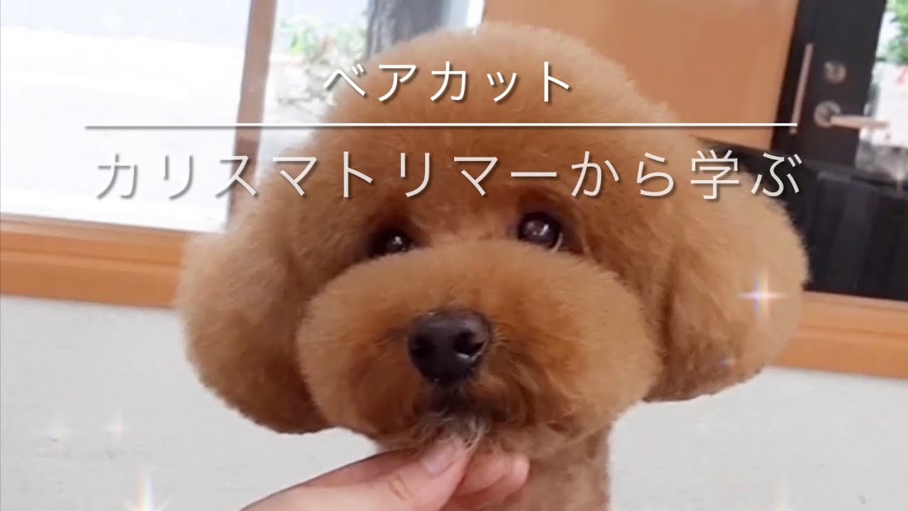 【トリミング　顔カット】「ベアカット、カリスマトリマーから学ぶ」トイプードル