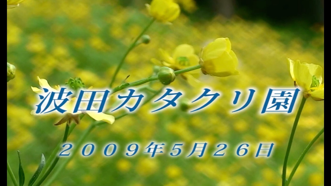 215 北アルプス 波田カタクリ園5月 2009年5月26日 - 生物多様性体験保全センター 高山植物を主とした野生植物の映像集