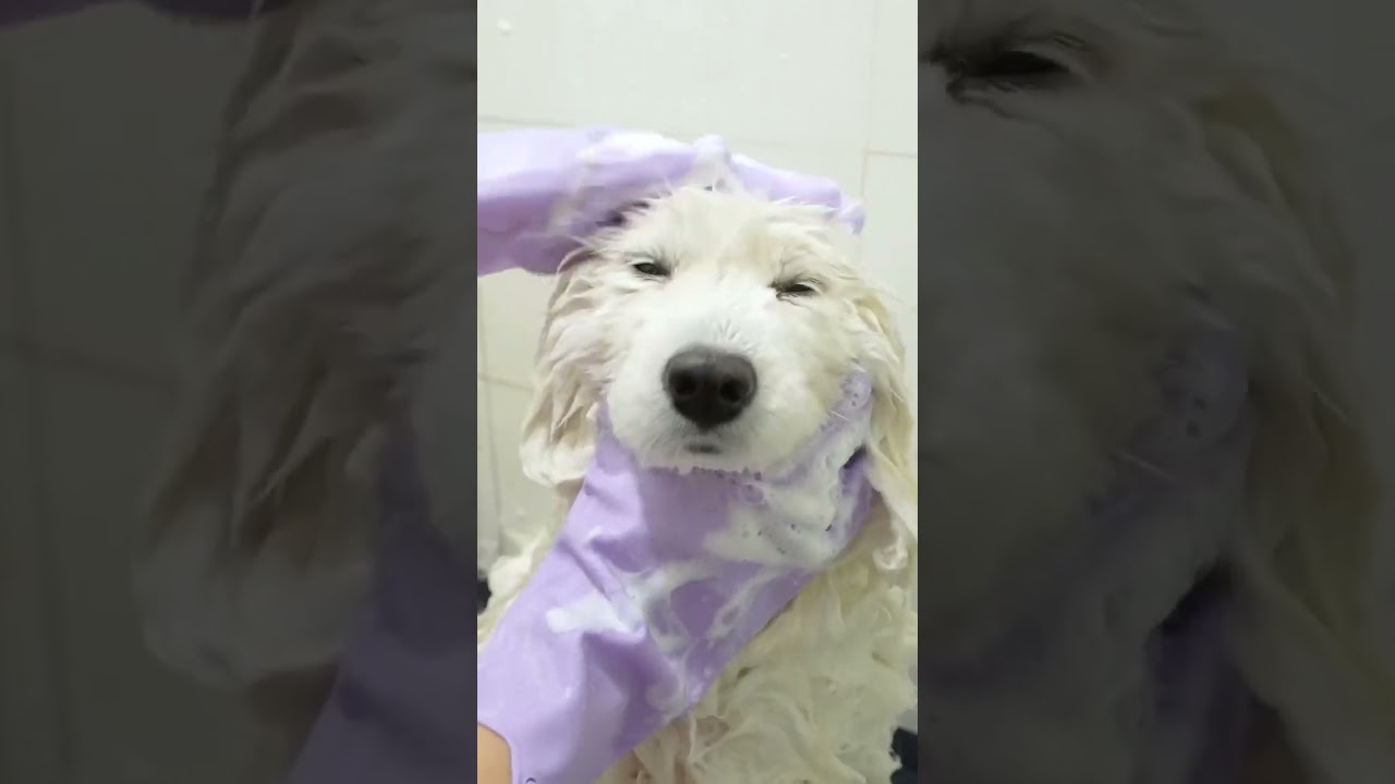 Brush & Bath in One | Paw Pet Pal