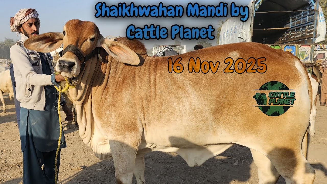 Today Shaikhwahan Cattle Mandi 