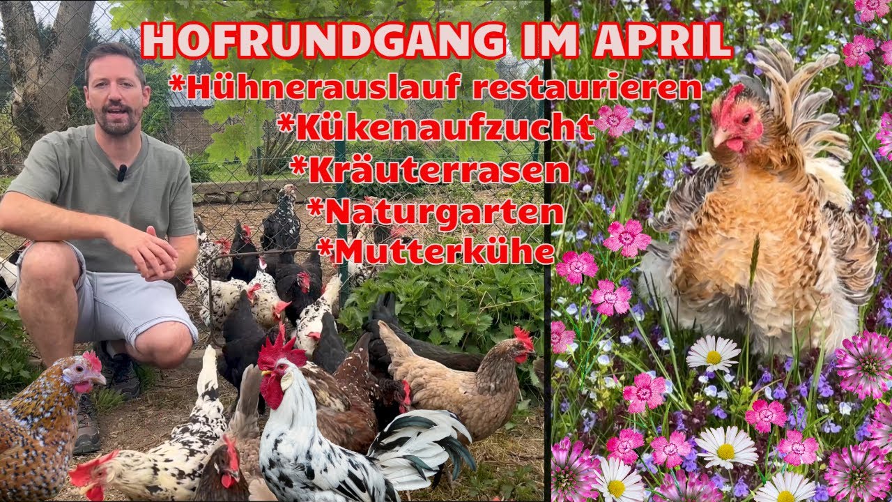 Eine Wiese für Hühner anlegen, Kükenaufzucht und unsere Mutterkühe HAPPY HUHN E334 Rundgang April