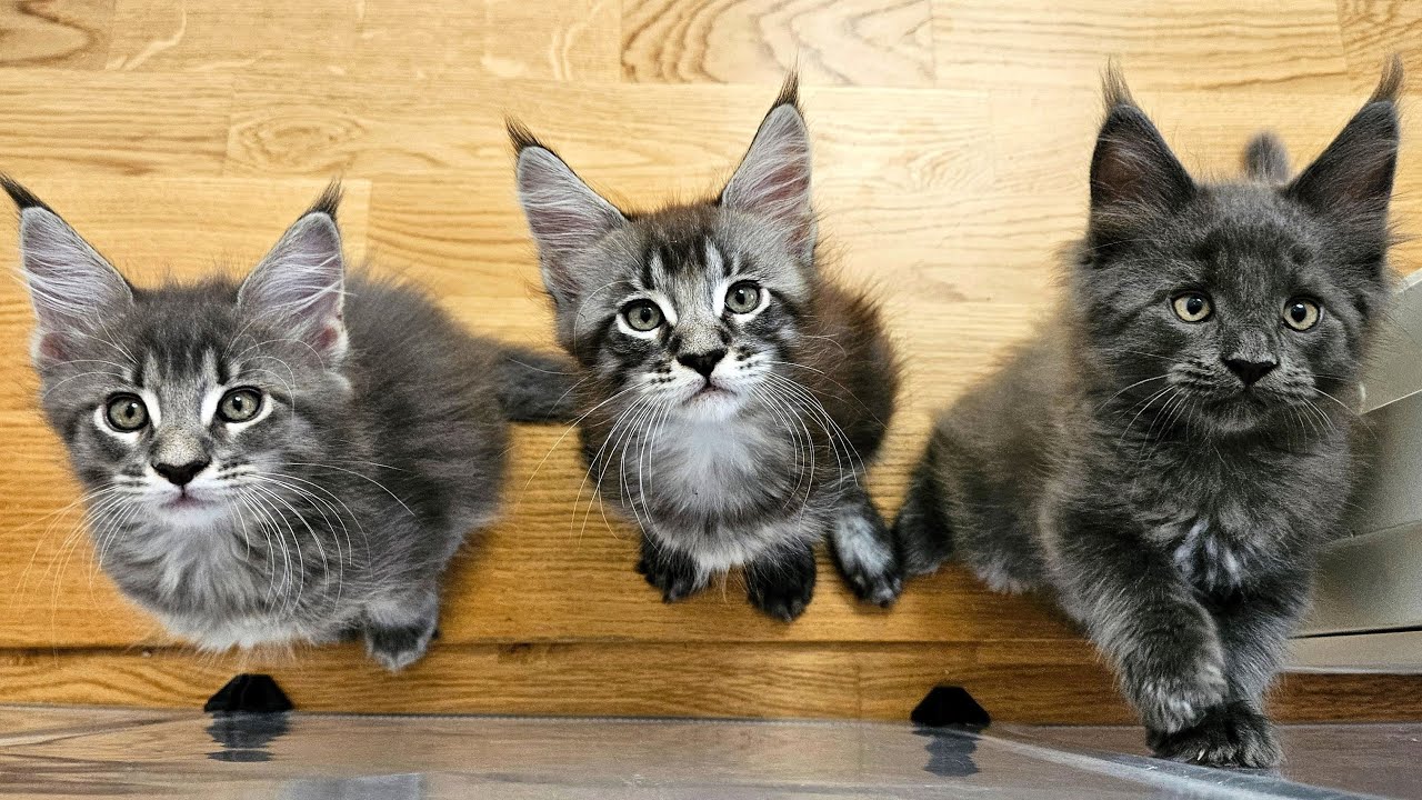 Maine Coon Kittens: 