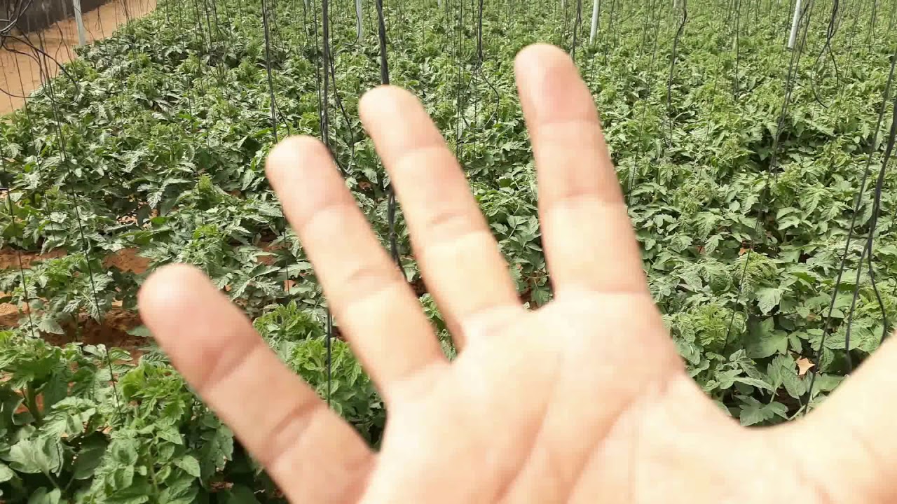 أسباب ظاهرة تساقط أزهار الطماطم الأسباب وكيفية العلاج ...