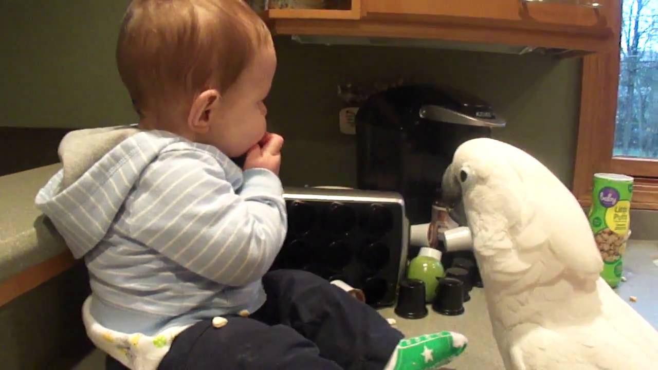 Cockatoo and Baby share snacks 4 15 11