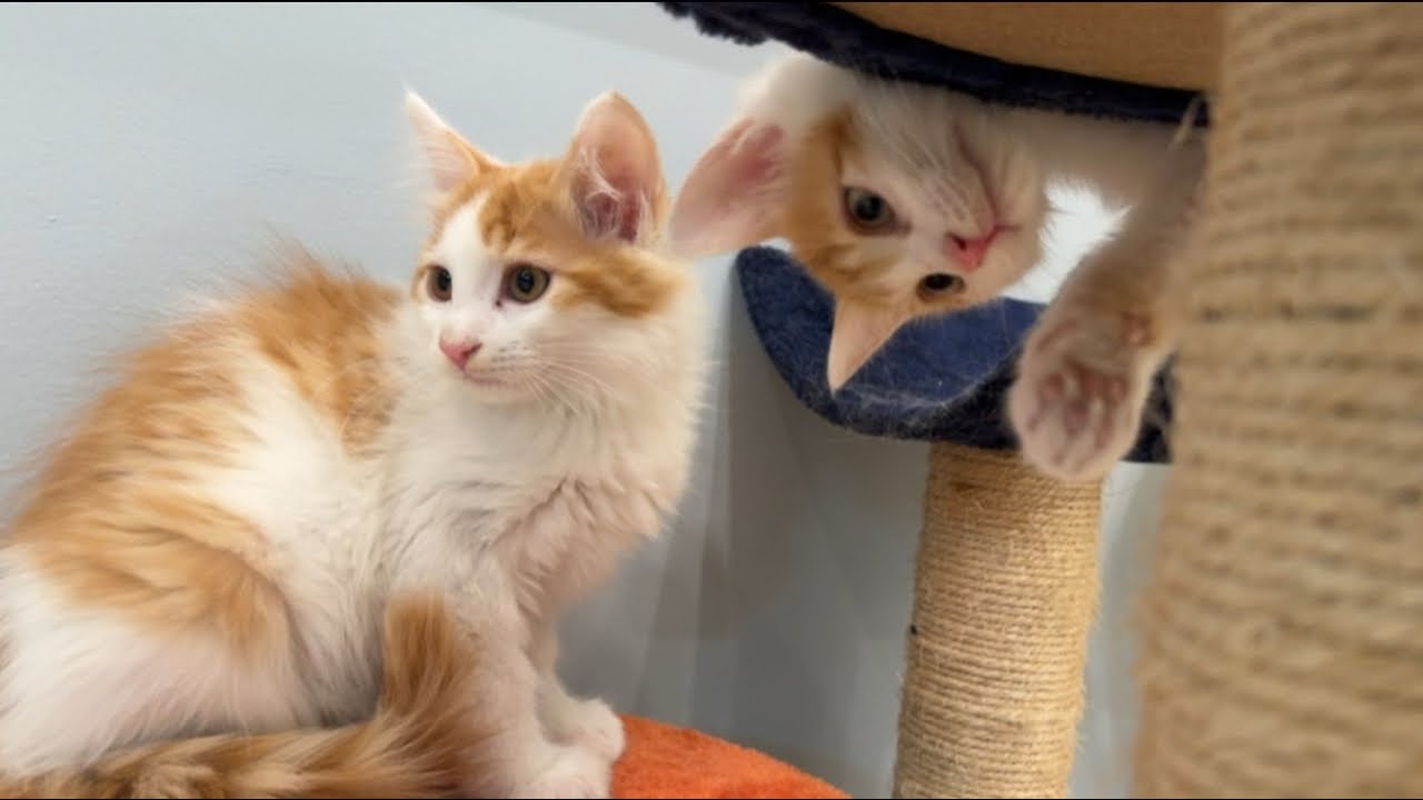 【直播】小奶猫又回到了二楼生活，猫妈妈怎么叫都叫不下来｜李喜猫