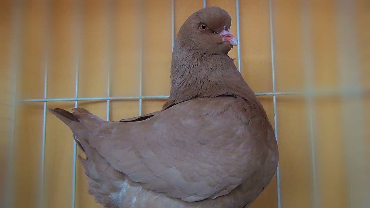 King Pigeons